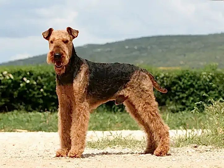 Airedale Terrier Köpek Eğitimi