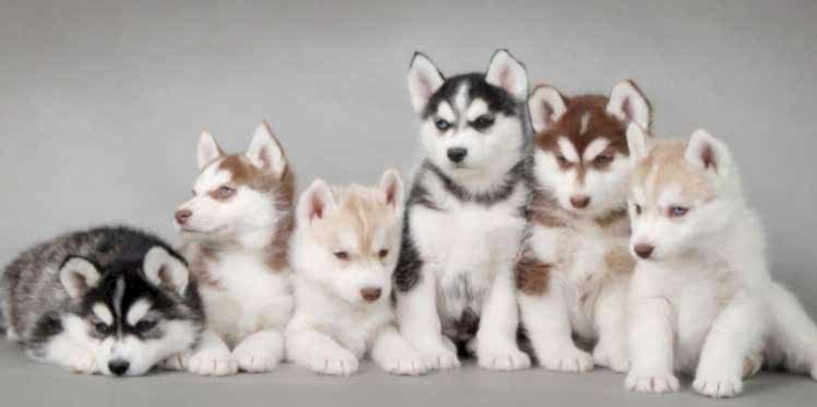 kÃ¶pekler ile ilgili gÃ¶rsel sonucu