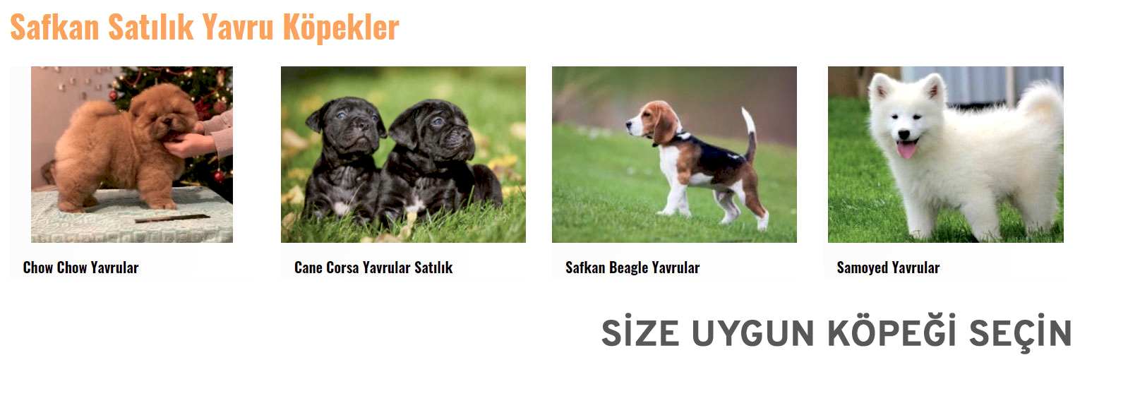  satılık yavru köpek