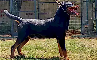 Ateş Vom Goldenhorn