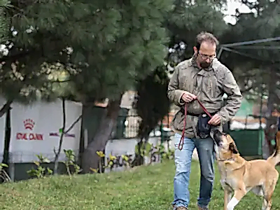 Köpek Eğitimi
