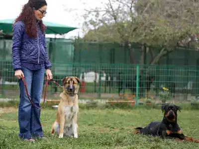 Köpek Eğitimi