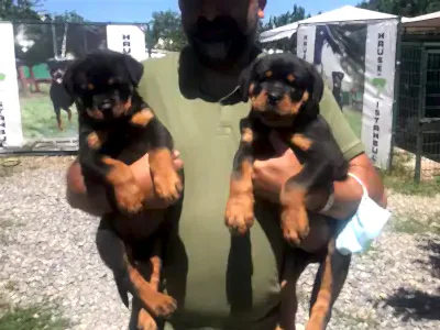 Köpek Temini