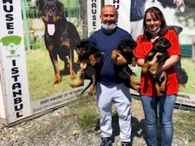 Köpek Temini