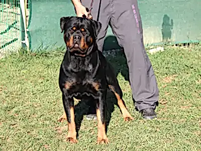 Köpek Eğitimi
